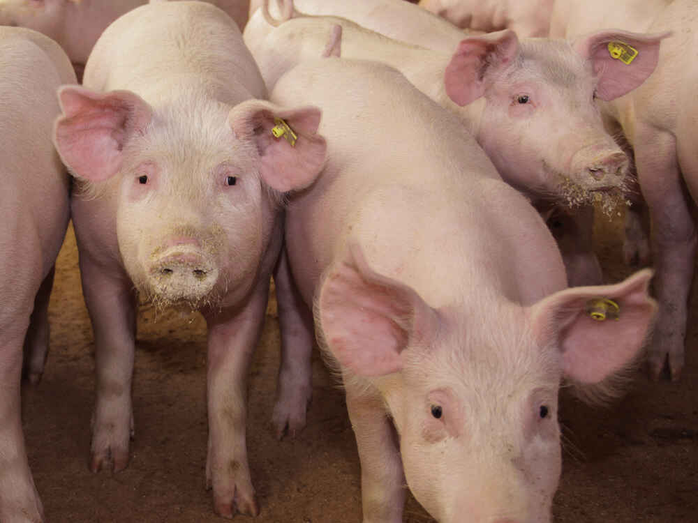 SCHAUMASAN PREMIUM bindet Toxine und stabilisiert die Leistung beim Schwein